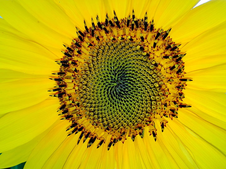 fibonacci, ดอกทานตะวัน, สีเหลือง, ปิด, ดอก, บาน, ฤดูร้อน