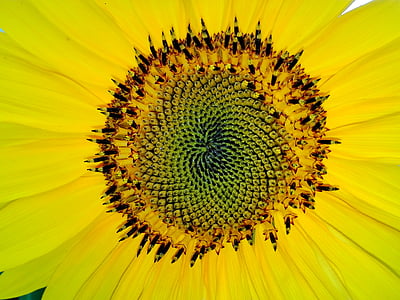Fibonacci, Ayçiçeği, Sarı, Kapat, çiçeği, Bloom, Yaz