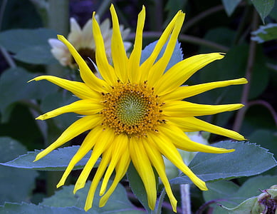 sunflower, yellow, flora, summer, plant, flower