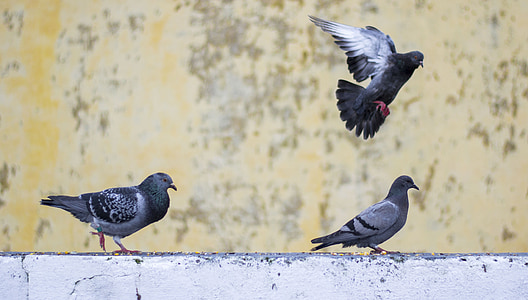 Pigeon, bevægelser, fugle, dyr, blå