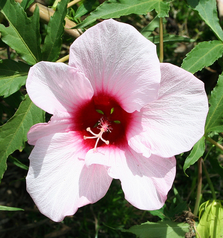 Hibiscus, kukka, vaaleanpunainen, kukka, Blossom, terälehti, Bloom