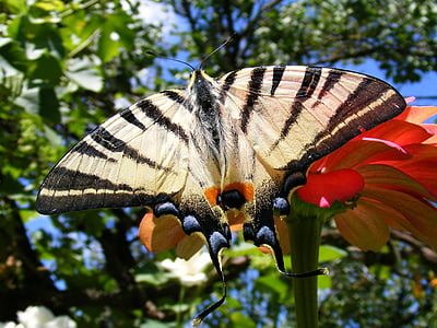 Метелик, дефіцитні swallowtail, Грін, iphiclides, podalirius