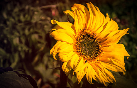 Sun flower, žlutý květ, žlutá, květ, květ, Bloom, závod