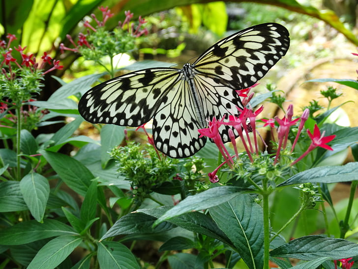 bướm, Sân vườn, Hoa