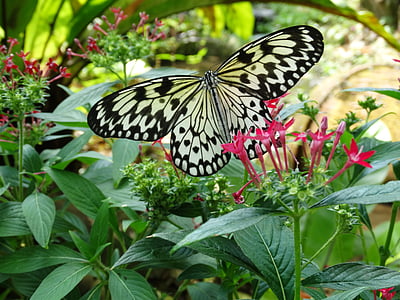 Motyl, ogród, kwiat