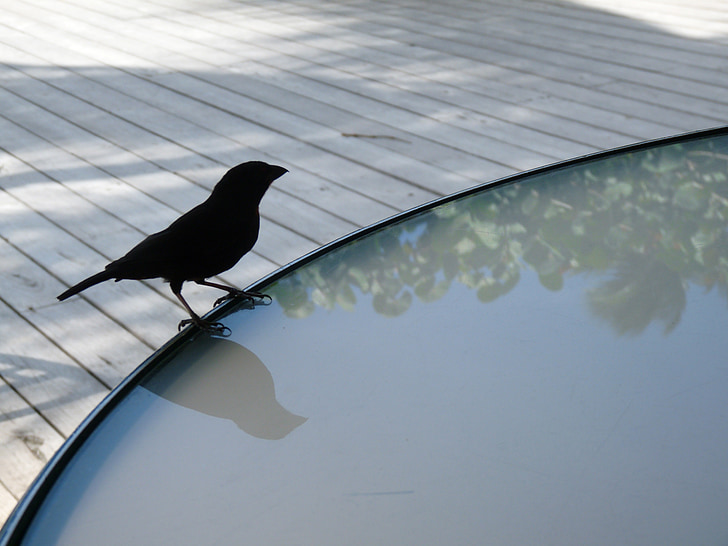 vogel, tabel, dek, Finch, zwarte finch, St lucia, reflectie