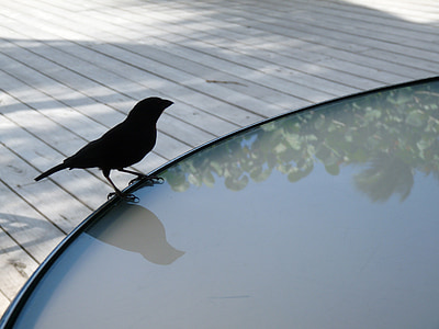птица, таблица, палуба, чинка, черен чинка, Сейнт Лусия, отражение