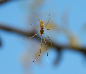 păianjen, insectă, macro, Web, detaliate, păros