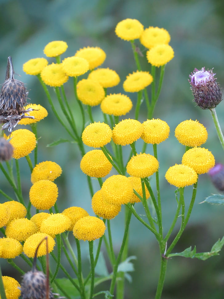 tansy, Κίτρινο, λουλούδι, το καλοκαίρι, Filipendula ulmaria, φυτό, ευθραυστότητα