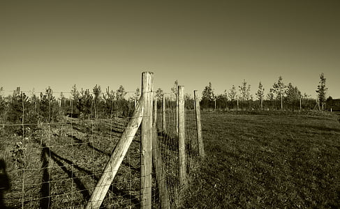 fence, wood, grass, summer, sepia, meadow
