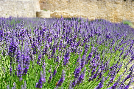 lavender, flowers, blue, lavender field, lavender blossom, lavender cultivation, agriculture