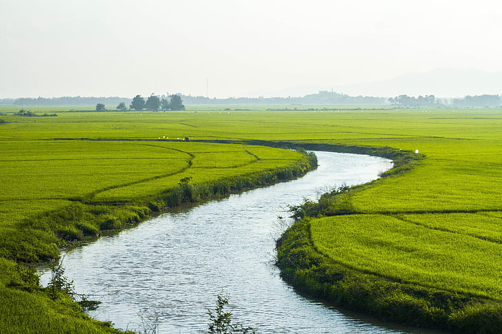 land, natur, ris, elven, Vietnam, landbruk, feltet