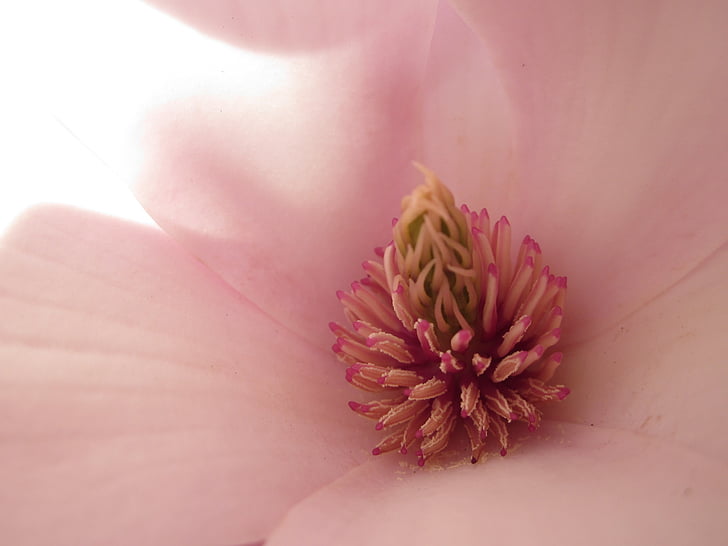 Magnolie, Magnolia blossom, Makro-Fotografie, Tulpenbaum, Yulan-Magnolie, Magnolia liliiflora, Magnolia × soulangeana