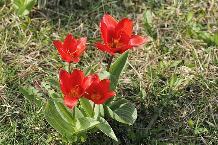 rumput musim semi, Tulip, merah, mekar, padang rumput, bunga musim semi, musim semi kebangkitan