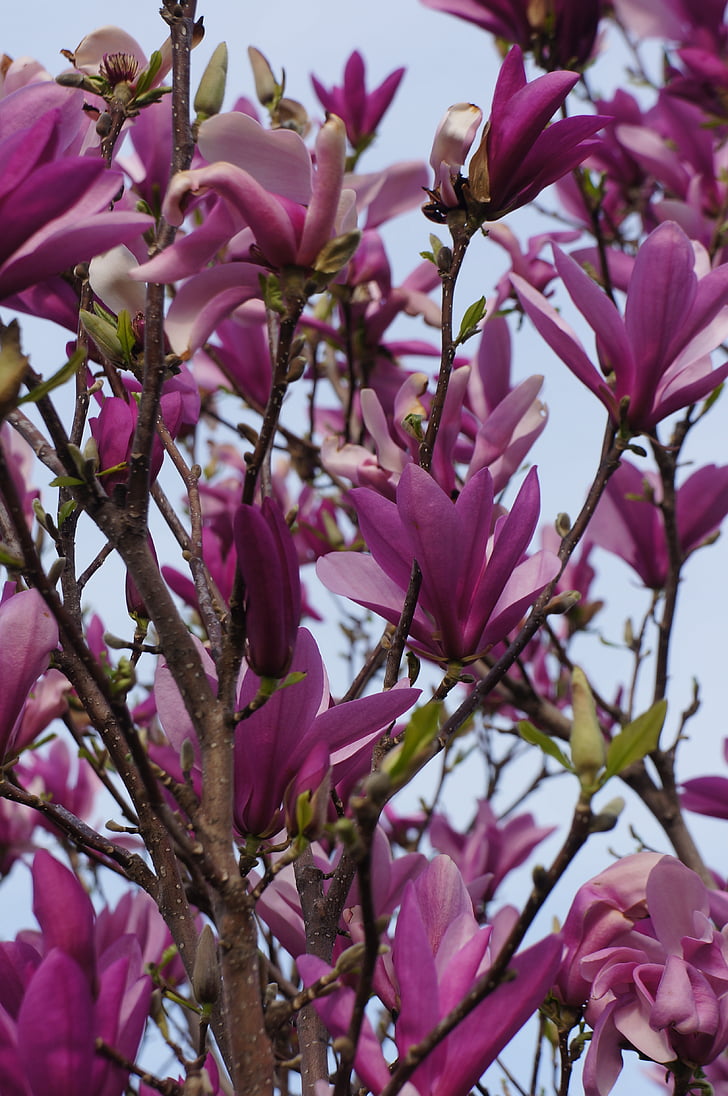 ungu, bunga, Bush, kuncup bunga, ungu, musim semi