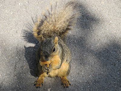 scoiattolo, scoiattolo comune, mangiare, dado, asfalto, terra, Chiedere l'elemosina