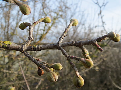 Cornus mas, cereza de cornalina, cornel europeo, Dogwood, brotes, rama, árbol