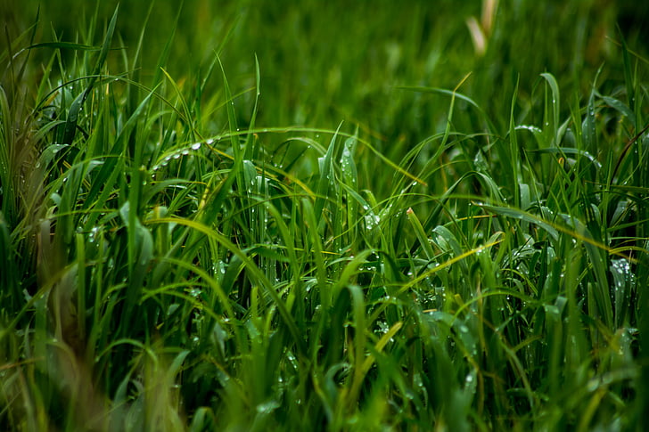 in der Nähe, Foto, Wasser, Tau, Grün, Grass, nass