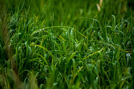 close, photo, water, dew, green, grass, wet