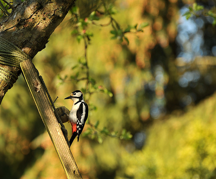 woodpecker, great spotted woodpecker, bird, animal, garden, nature