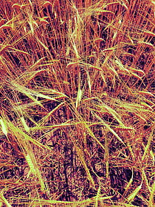 polje, pšenice, žita, kmetijstvo, poletje, žetev, nebo
