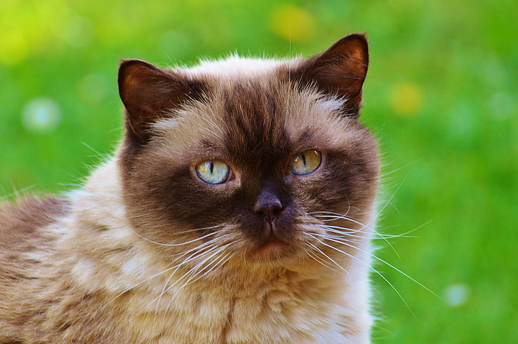 cat, british shorthair, mieze, thoroughbred, dear, fur, brown