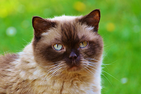 kedi, Britanya ile ilgili stenografi, mieze, safkan, Sevgili, kürk, kahverengi