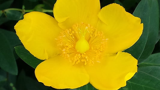 Buttercup, kuning, bunga, Blossom, mekar, alam, bunga kuning