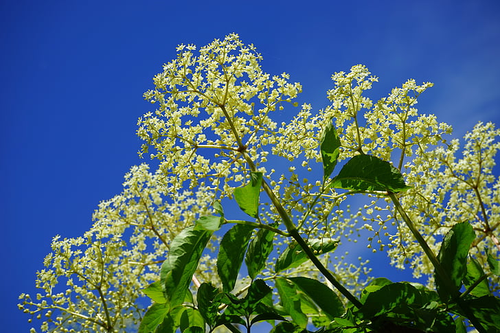 elderflower, white, flowers, black elderberry, branch, inflorescences, elder