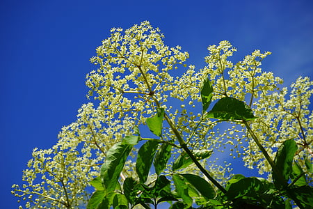 elderflower, trắng, Hoa, cơm cháy đen, chi nhánh, cụm hoa, người cao tuổi