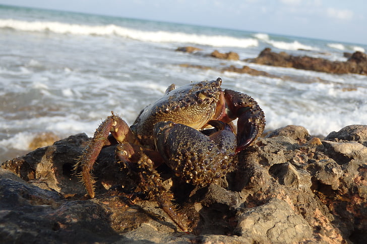 crab, sea, beach