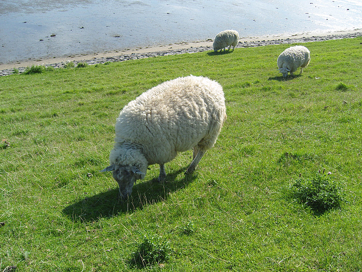 con cừu, cỏ, Meadow, đồng cỏ, vội vàng, động vật, Sylt