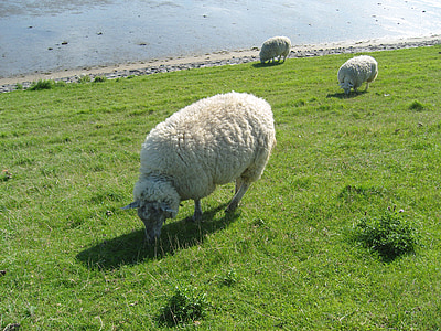 овцы, трава, Луг, пастбище, Раш, животное, Sylt