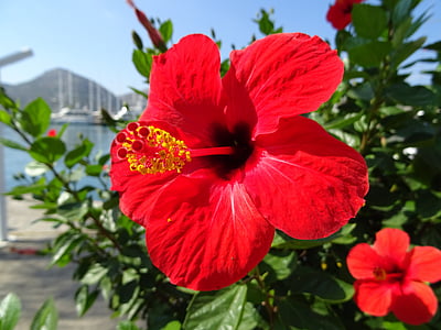 Hibiscus, rojo, flor, floración