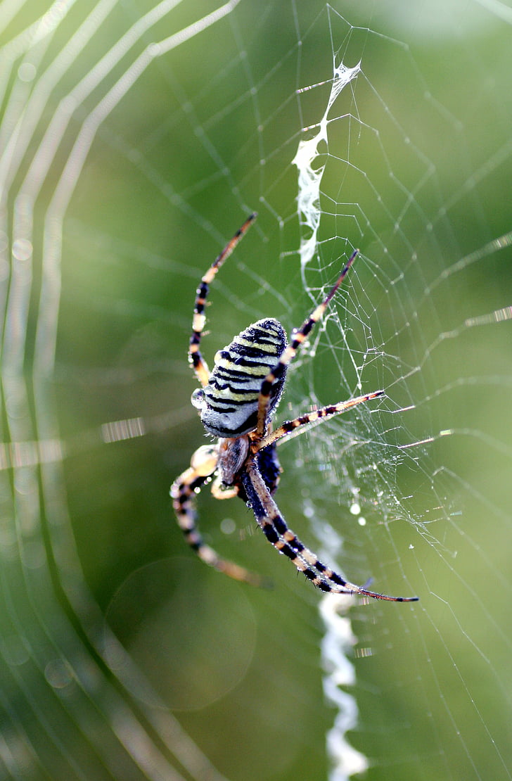 Spider, hmyzu, nohy, Príroda, plátno, drôt