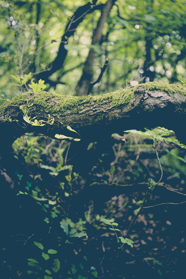 Moss, pădure, ciuperci, ciot de copac, Bach, verde, jurnal
