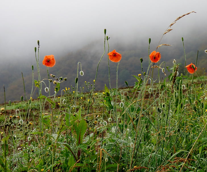 poppies, accelerating fog, flowers, red flowers, nature