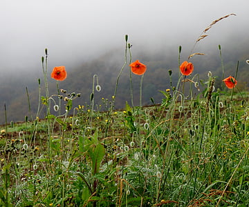 παπαρούνες, επιτάχυνση της ομίχλης, λουλούδια, κόκκινα λουλούδια, φύση