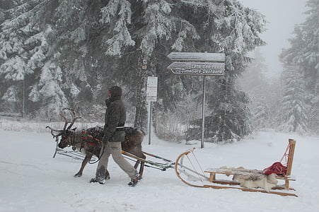 reindeer, sled, snow, winter, cold - Temperature, outdoors, sleigh