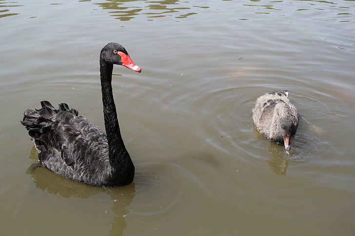 black swan, park, leisure