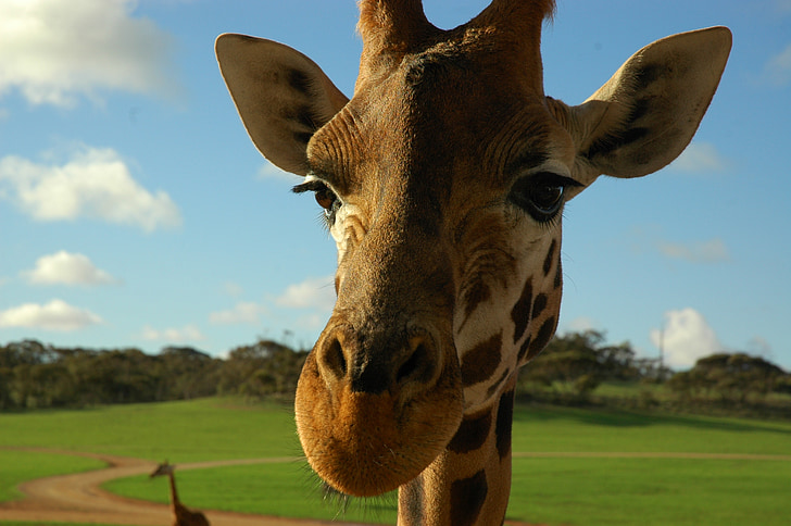 giraf, dyr, hoved, Zoo