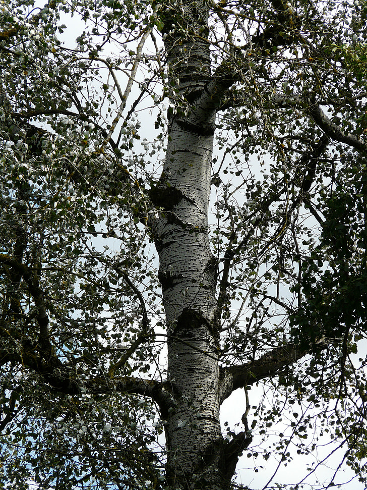 Populus alba, log de, casca, árvore, Poplar, Choupo branco, estufa de pastoreio