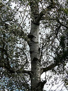 populus 알바, 로그, 나무 껍질, 트리, 포 플 러, 화이트 포 플 러, 초 식 온실