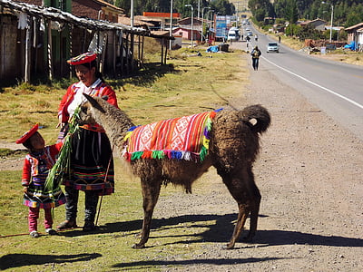 Lama, Peru, Inca, alpaka, kutsal vadi, doğa, yün