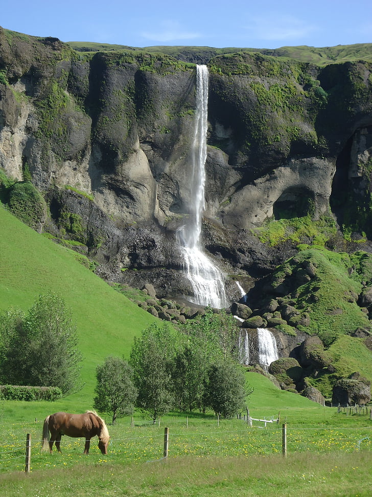 cascadă, cal, Islanda