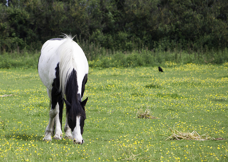 con ngựa, pony, màu đen, trắng, Pinto, chăn thả, ăn uống
