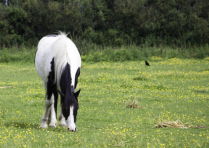 horse, pony, black, white, pinto, grazing, eating