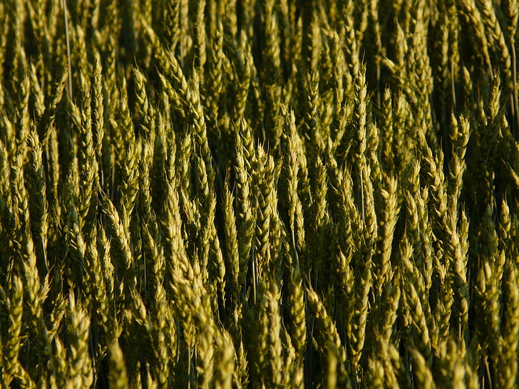 Weizen, Weizenfeld, Weizen-spike, Spike, Getreide, Korn, Ackerland
