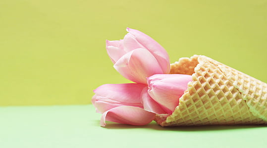 tulipas, flor tulipa, flores, casquinha de sorvete, waffle, amarelo, -de-rosa