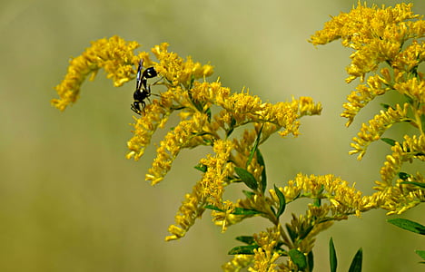 Природа, цветок, завод, трава, Одуванчик, на открытом воздухе, Пчела